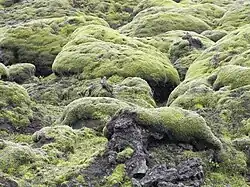 Moss colonizes a basalt flow, in Iceland
