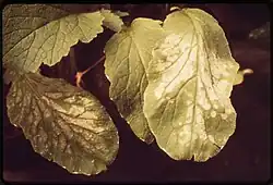 leaves showing patches of white between the veins