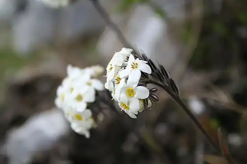 Flowering inflorescences