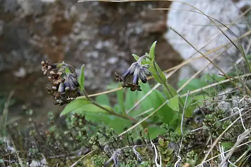 Plant with dark maroon flowers