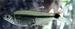 A small fish with silver skin and a back stripe running all the way across the side of its body