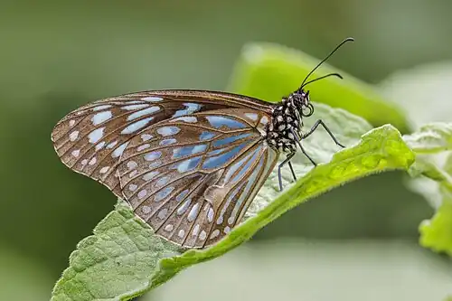 male T. h. melittula, Samoa