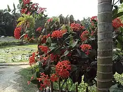 Ixora flowers in a house's garden