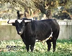 National Animal: Fighting bull