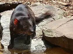 Tasmanian devil at the park