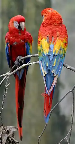 Image 14The scarlet macaw is native to Costa Rica. (from Wildlife of Costa Rica)