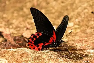 Scarlet Mormon from Luzon, Philippines
