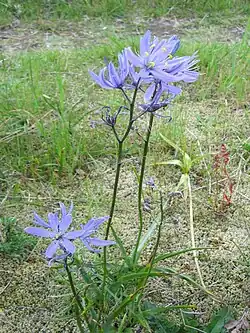 Camas (Camassia quamash)