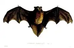 Drawing of brown bat