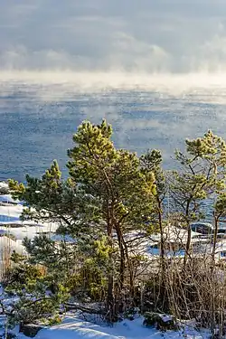 Scots pine in Stockholm archipelago, Sweden
