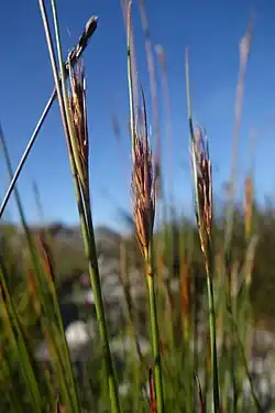 Flowering heads
