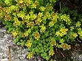 Alpine stonecrop&nbsp;[fr].