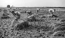 Harvesting rice in Alginet, Land of Valencia, 1953.