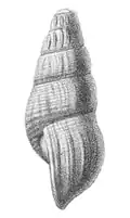Drawing of a lateral view of a shell of Semisulcospira libertina.