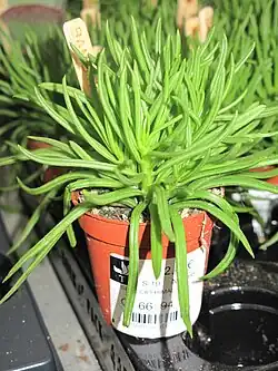 Cremanthodium pinnatifidum