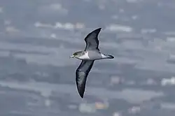 Cory's Shearwater in flight