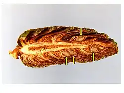 Cross section of maturing shortleaf pine cone showing seeds (arrows).