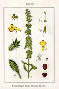 Sideritis montana [de]
