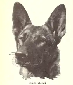 A black and white photograph of a German Shepherd's head labeled as "Silverstreak".