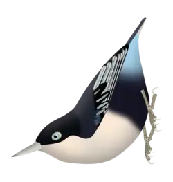 Sitta azurea expectata - Malay Peninsula, Sumatra Dark blue upper parts and azure coverts.