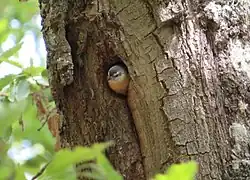 A grey bird inside the tree hole