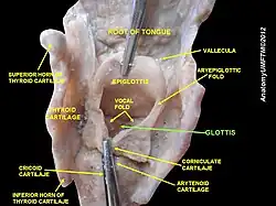 Glottis