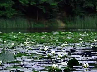 Water lilies on the Small Lake, Dognecea