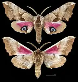 Smerinthus ophthalmica