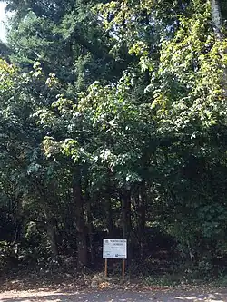 North Creek Forest in Bothell, WA