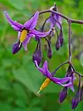 Tomatidenol is found, among other things, in the leaves of the bittersweet nightshade (Solanum dulcamara). This plant species belongs to the nightshade genus. Tomatidenol forms the main alkamin in the species of Solanum dulcarama, which are native to Europe.[28]