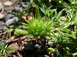 Soliva sessilis fruit