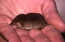 Brown shrew