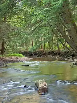 South Branch Tionesta Creek within the Allegheny National Forest in the township, June 2011