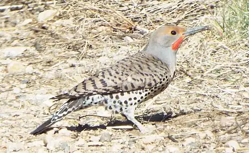 C. a. collaris male, in Colorado