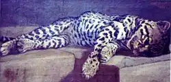 A painting of a reclining ocelot