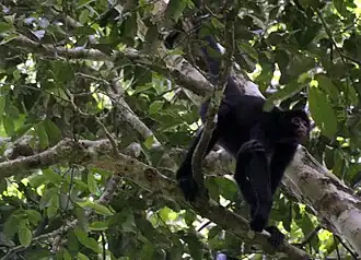 Peruvian Spider Monkey