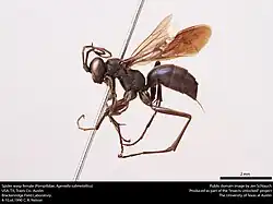 A. submetallica (female)