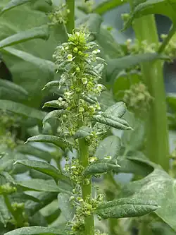 Spinach male flowers