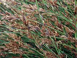 A bush with purpleish flowers