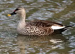 Indian spot-billed duck (Anas poecilorhyncha) in Hyderabad, India