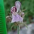White flowers with purple markings, sometimes looking over all pink