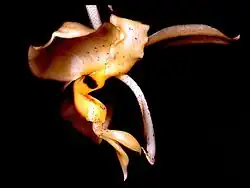 Stanhopea pozoi