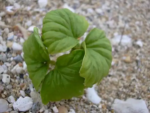 Seedling
