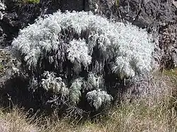 Artemisia mauiensis