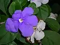 Brunfelsia australis: part of the ornamental value of Brunfelsia lies in the colour changes occurring in the flowers as they age.