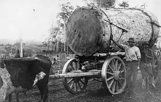 Harvesting kauri logs, circa 1912