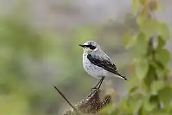 Northern wheatear, Hanvedsmossen, Södermanland