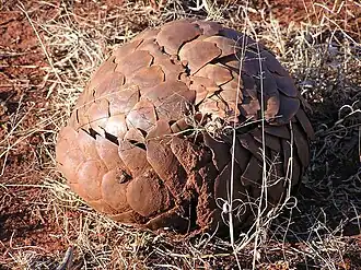A curled-up pangolin