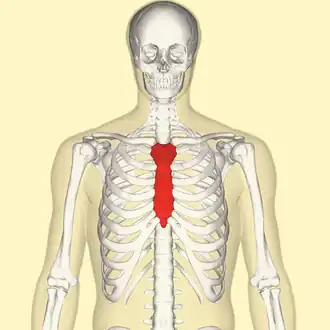 Diagram showing the human sternum