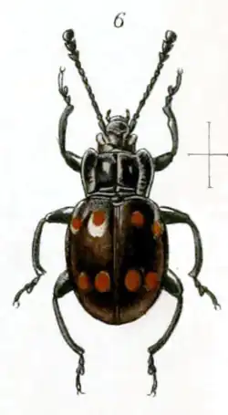 Stictomela chrysomeloides